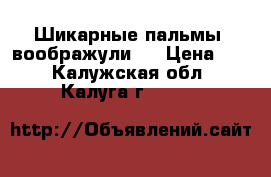 Шикарные пальмы “воображули“  › Цена ­ 2 - Калужская обл., Калуга г.  »    